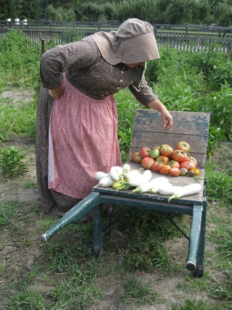 Kitchen garden at Firestone Farm, August 15, 2020 Woman in period clothing bending over a wheelbarrow containing tomatoes and white eggplants
