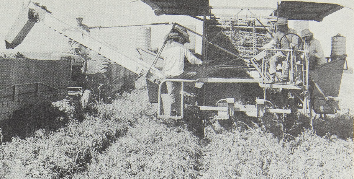 Early mechanical tomato harvester Large piece of mobile equipment in field with a number of people on it
