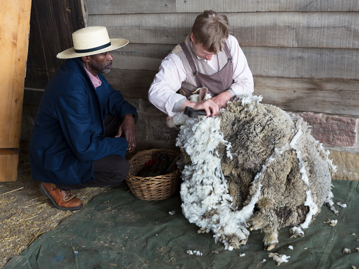 melvin10 Melvin Parson watching a farmer sheer a sheep