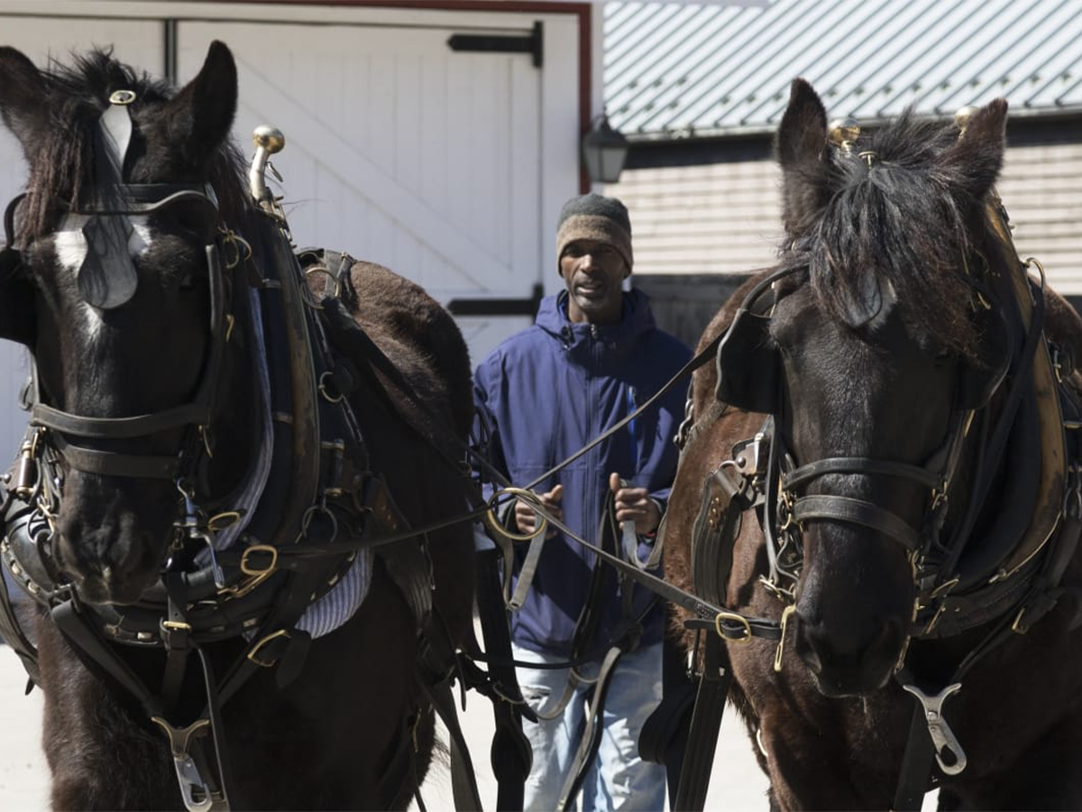 melvin9 Melvin Parson driving 2 horses