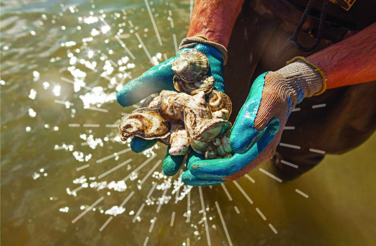 Oysters Person standing in waders in water holds oysters in their gloved handsheir