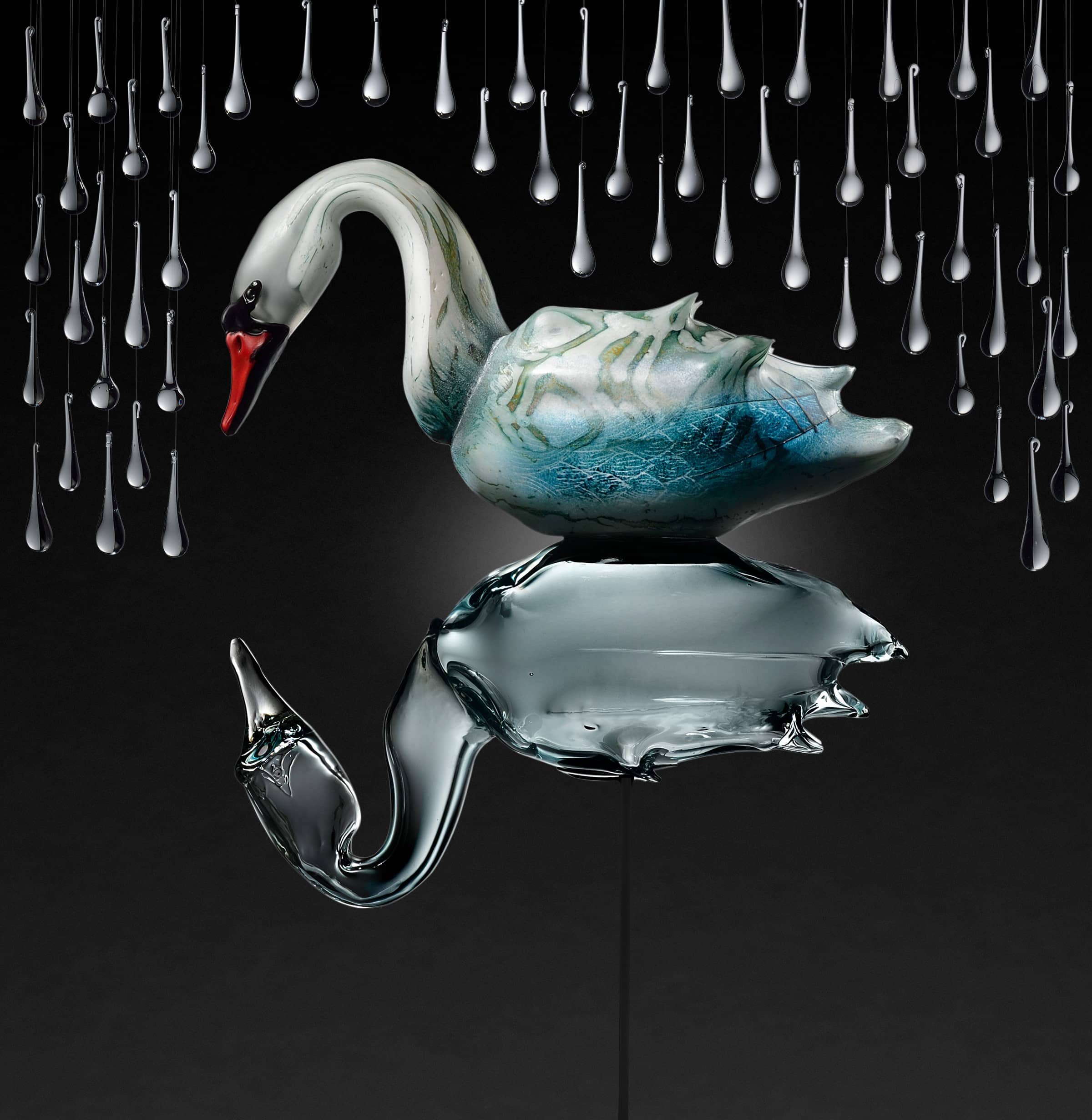 shelley-swan shelley-swan