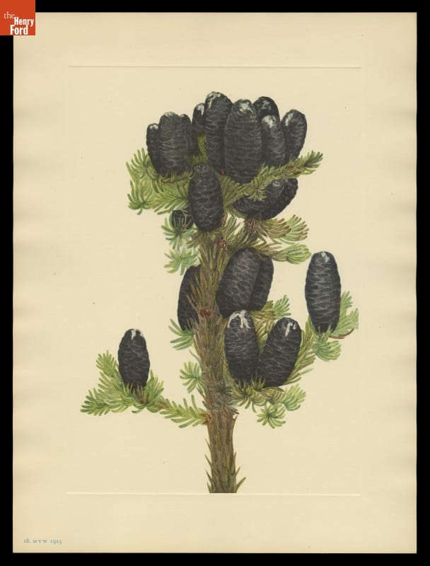 Print of Mary Vaux Walcott Wildflower Sketch, Evergreen branch with large, dark, tightly closed pinecones