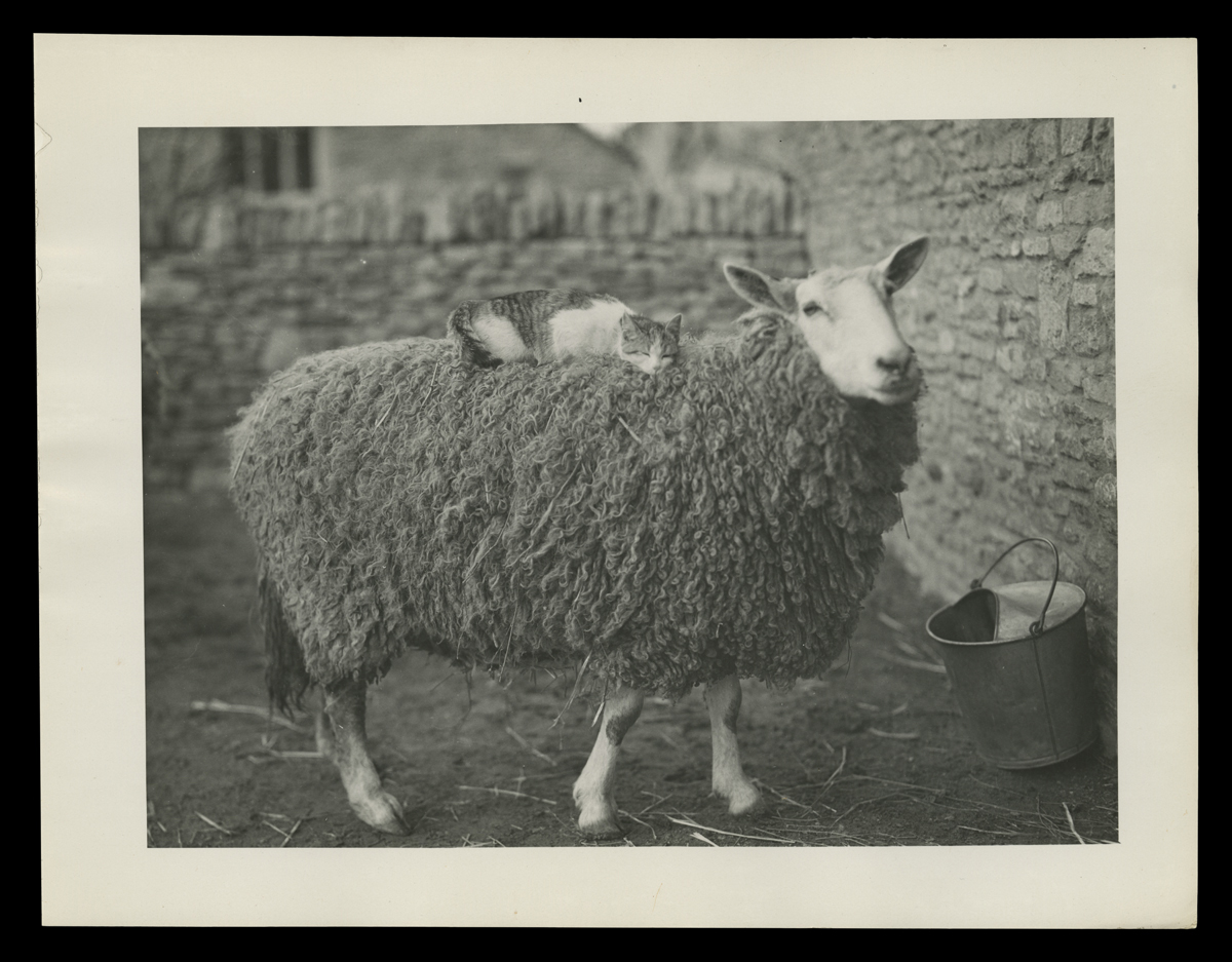 Cat Riding a Sheep at Cotswold Cottage in Greenfield Village, 1932 Cat reclining on a sheep's back, with stone fences or walls behind and to their side