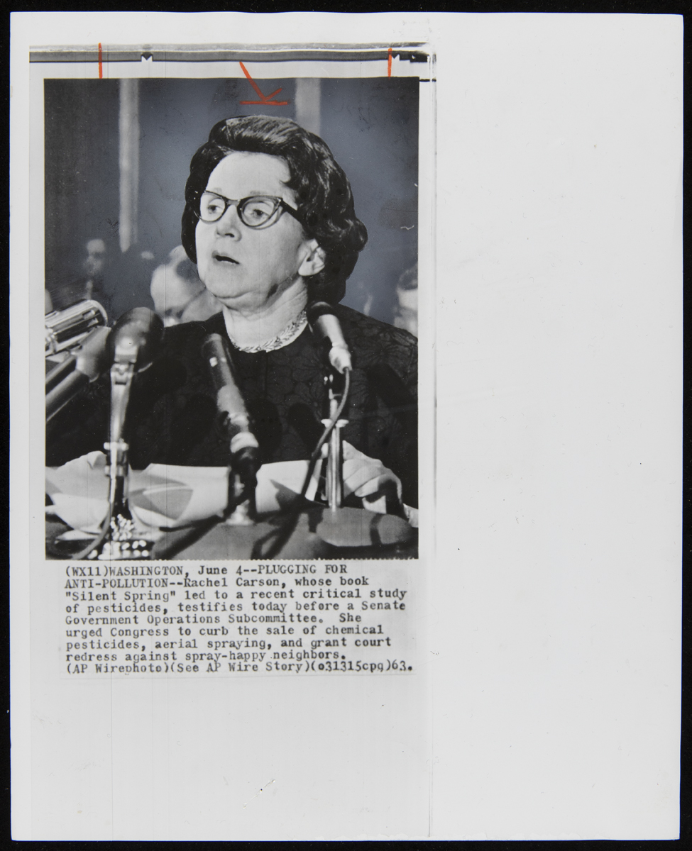 Rachel Carson testifying before a Senate Government Operations Subcommittee, June 1963