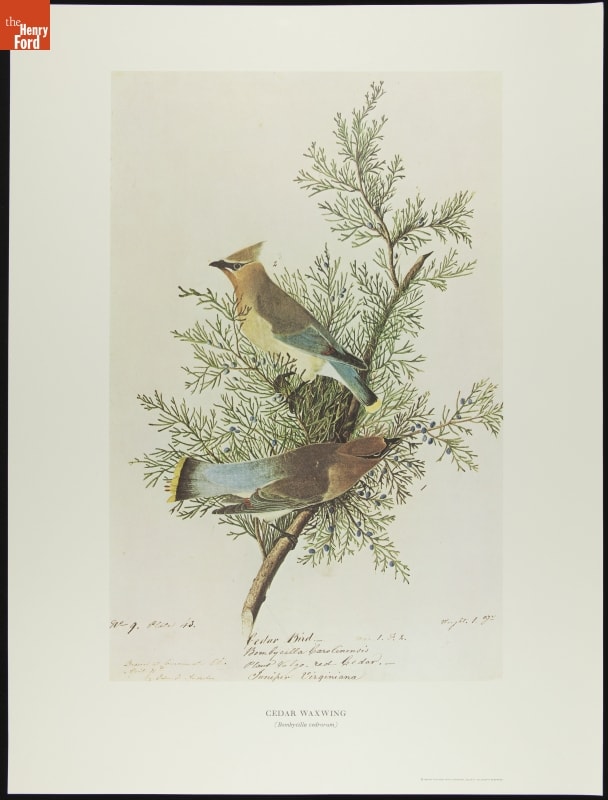 Lithograph, Page with text and image of two birds on a tree branch