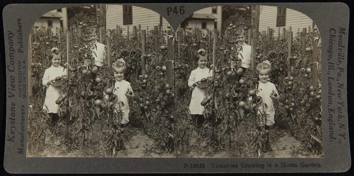 Double image showing two young girls and a boy among staked tomato plants