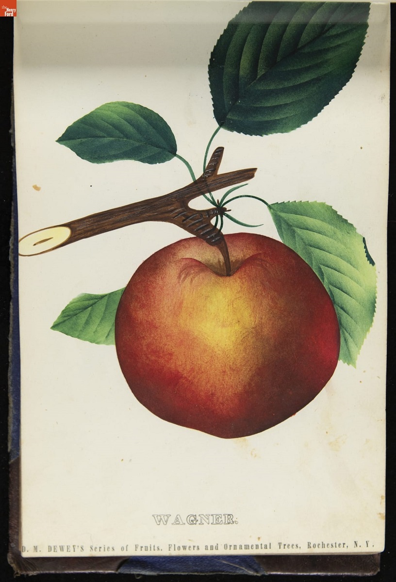 Nurseryman's Specimen Book, 1871-1888 / page 27 Color print with image of reddish-golden apple on bough with leaves; contains text