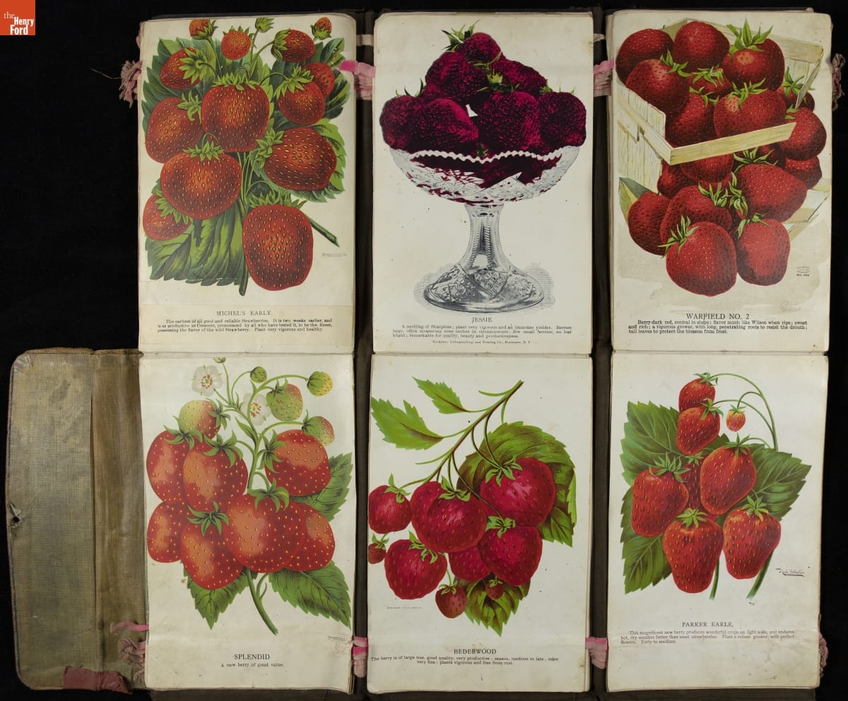 Series of six fold-out cards, each with an image of strawberries and/or strawberry plants