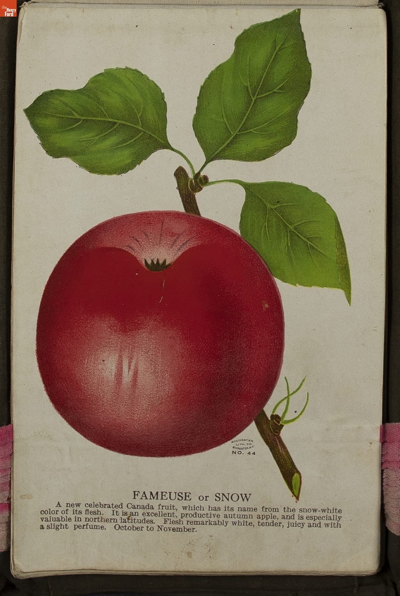 Nurseryman's Specimen Book, Great Northern Nursery Co., Baraboo, Wisconsin, circa 1900 / detail 5 Print with text and image of bright red apple on bough with leaves
