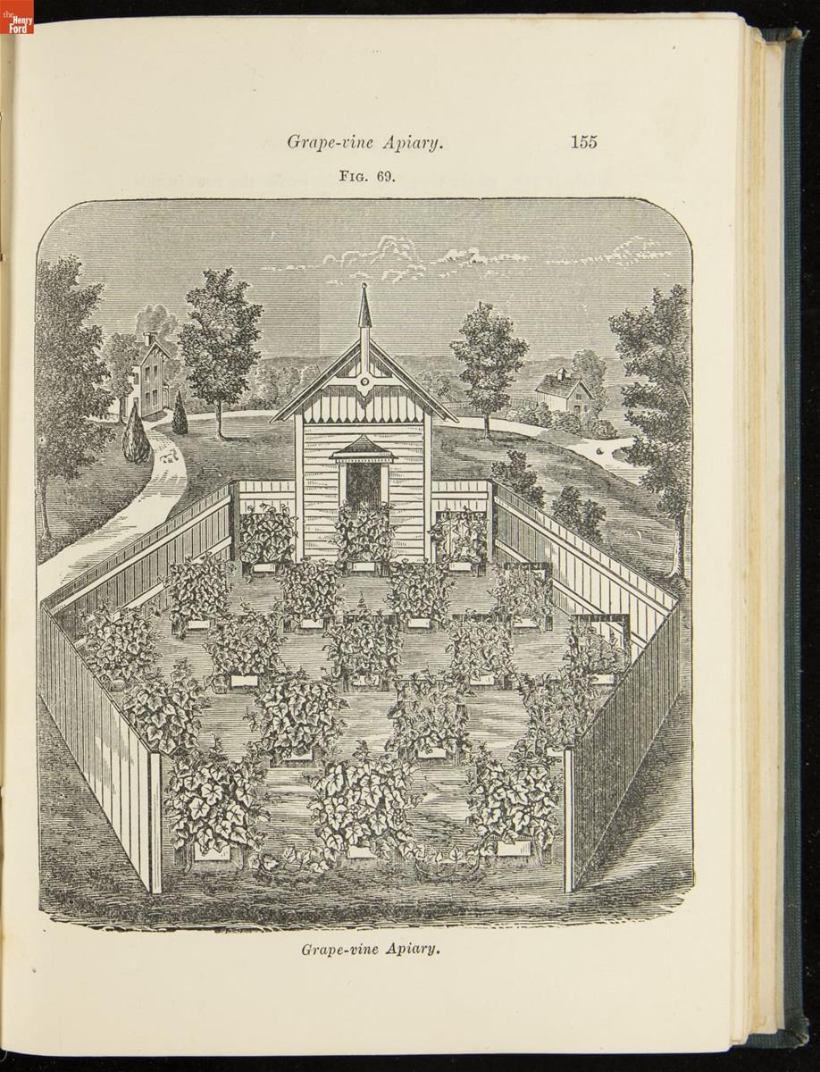The Bee-keepers Guide, 1883, page 155 Illustration of small building with five-sided fence around yard and multiple structures holding vines in yard