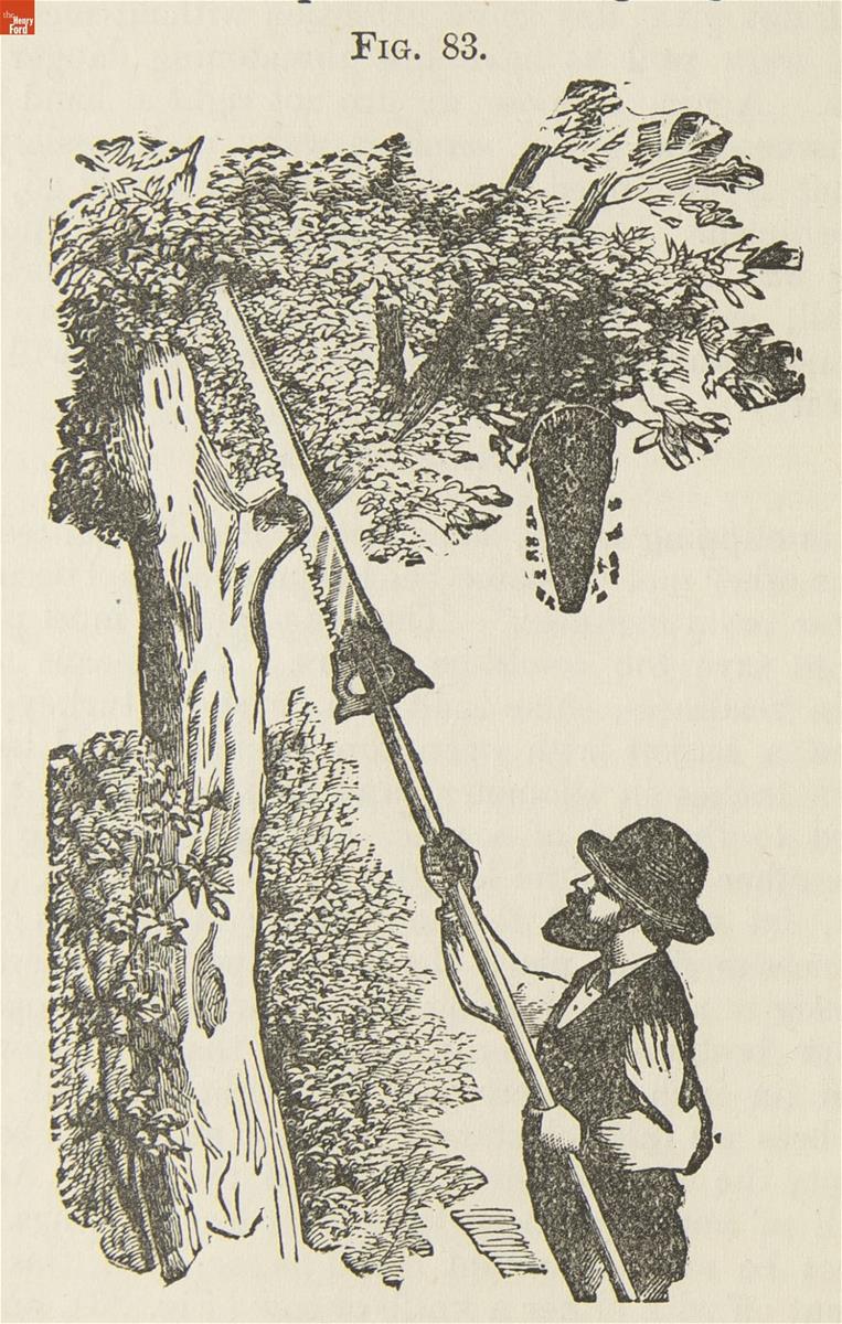 The Bee-keepers Guide, 1883, page 186 (detail) Drawing of man with saw on pole sawing a tree limb with a beehive hanging from it