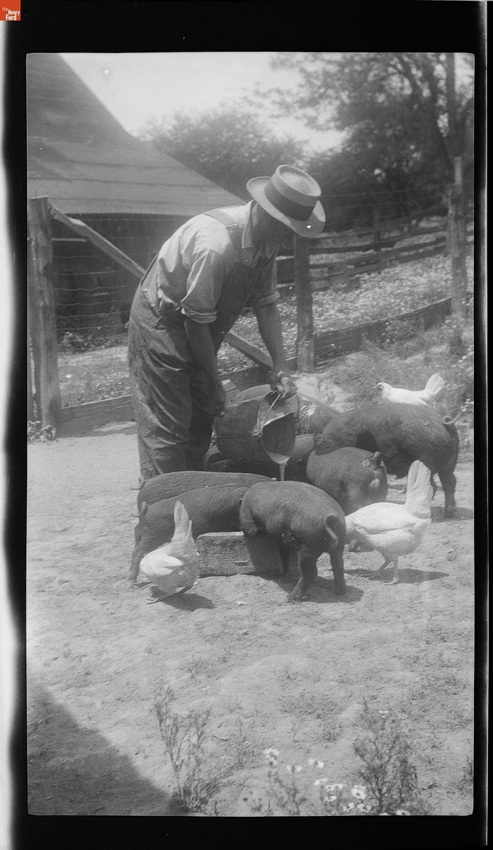 Black-and-white photo of a man wearing overalls standing pouring slops for a group of pigs in a farmyard 