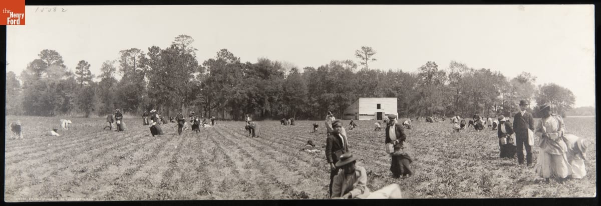 Black-and-white panoramic photo of people picking strawberries in a field