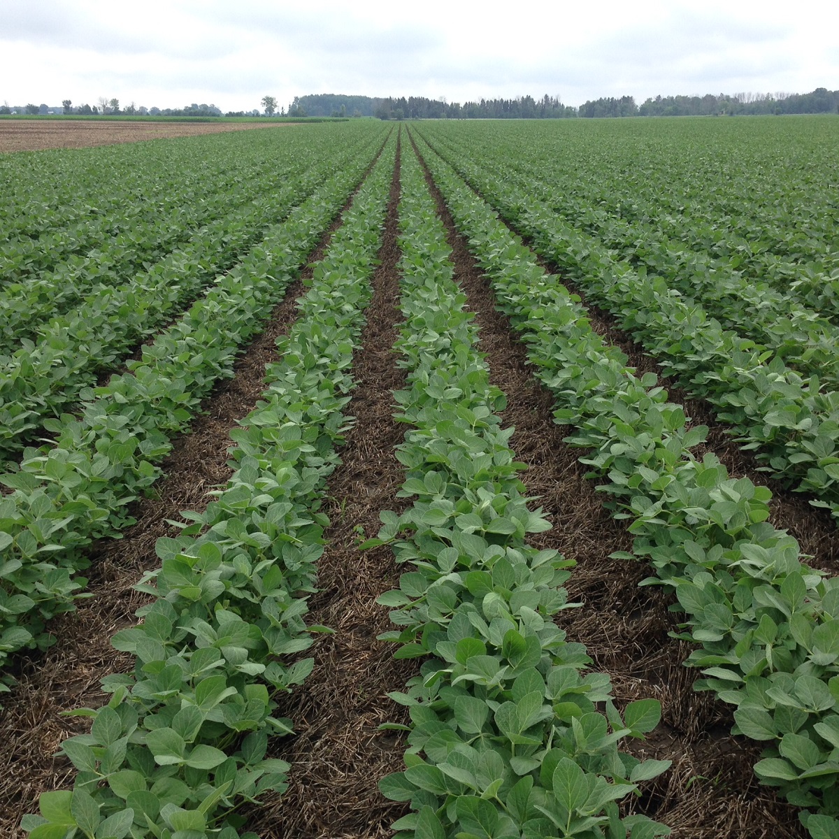 Soybeans Planted in 30-inch Rows Large field with short bushy plants in neat rows