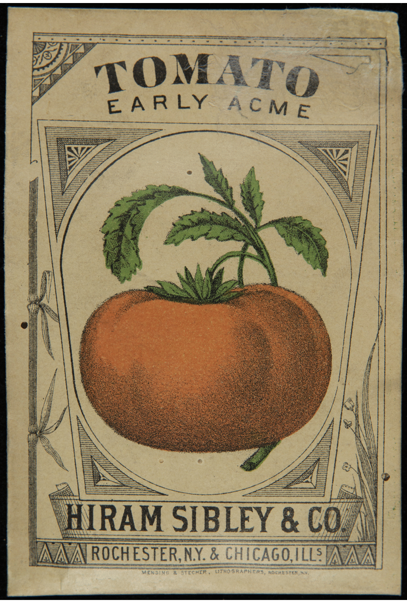 Hiram Sibley & Co. Tomato seed packet with tomato illustration on front & text on back