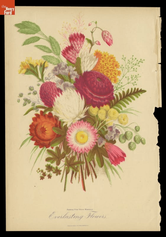 Floral lithographs by James Vick GIF cycling through a number of images of flowers