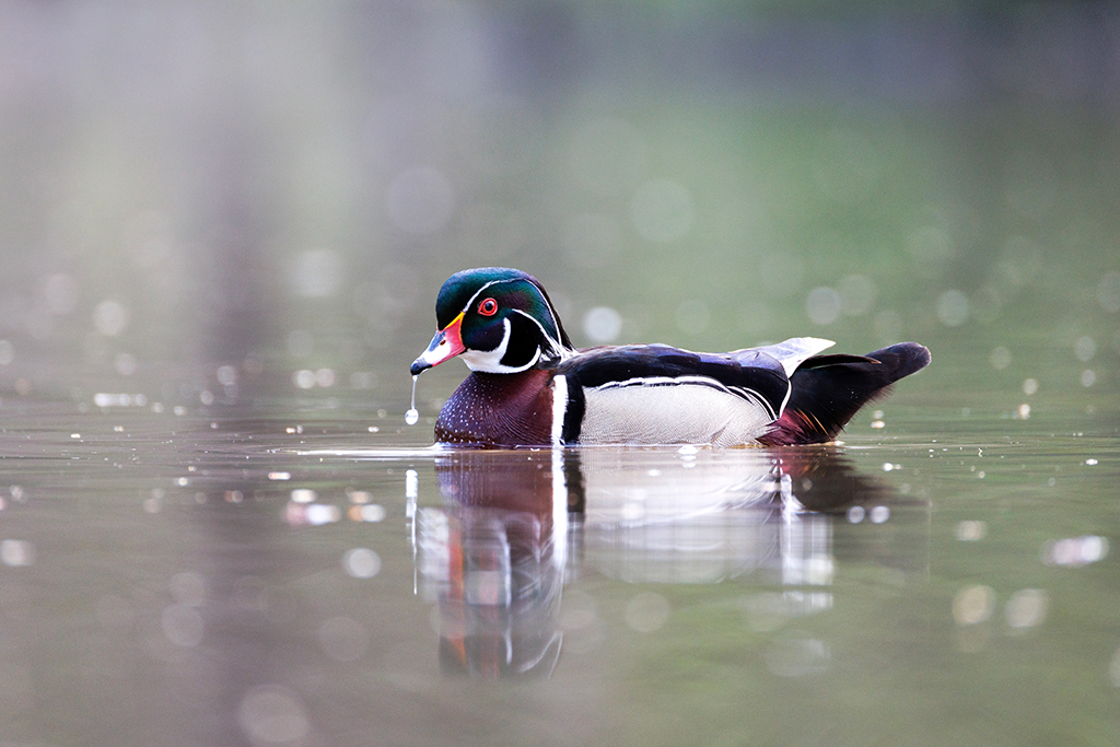 Wood Duck