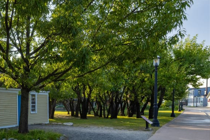 Mulberry Grove
